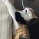 콩덕이