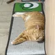 스노우캣