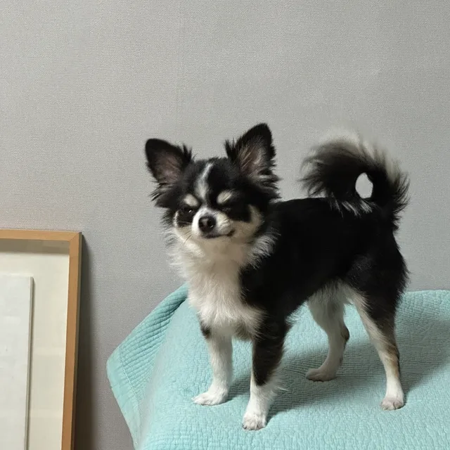 곰민