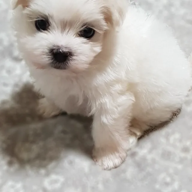 공심채
