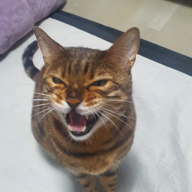 마징가