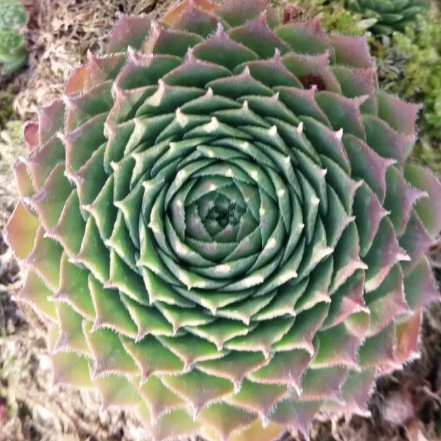 넘섬