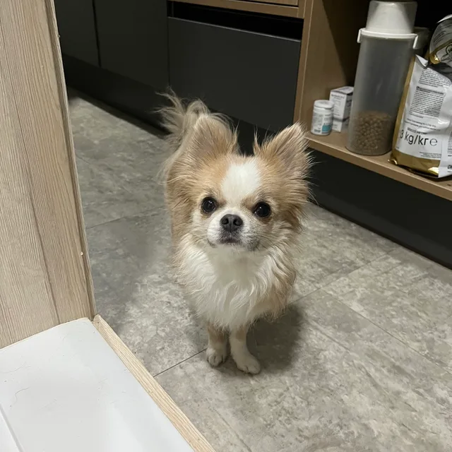 배변패드