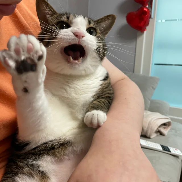 영자씨