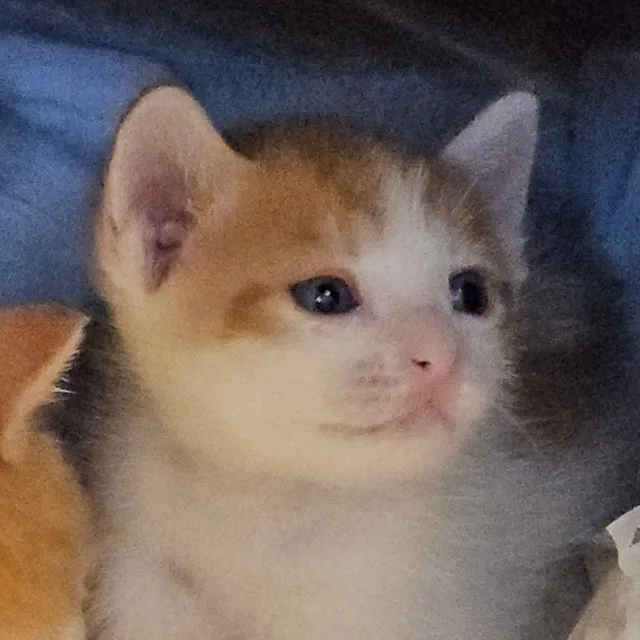 고영