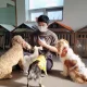 가히애견