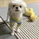 하루