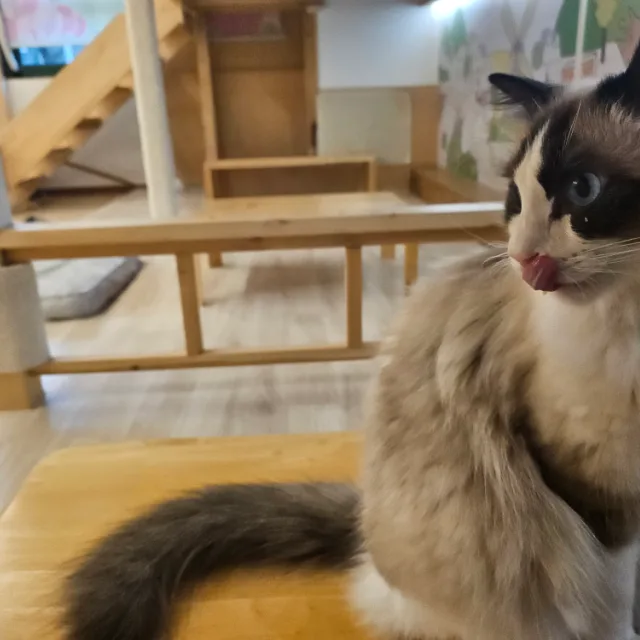 반은혼
