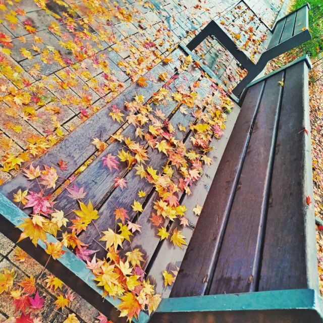 Benchwood