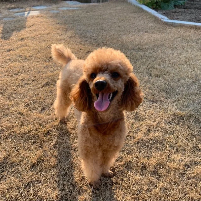 솔이