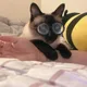 아리