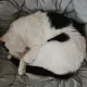 밀크
