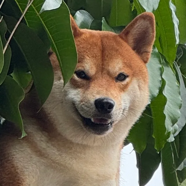 앙냥