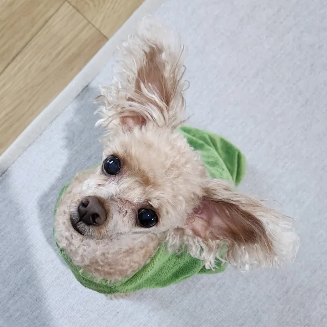 애시