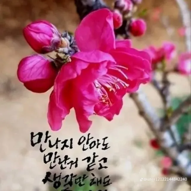자성화