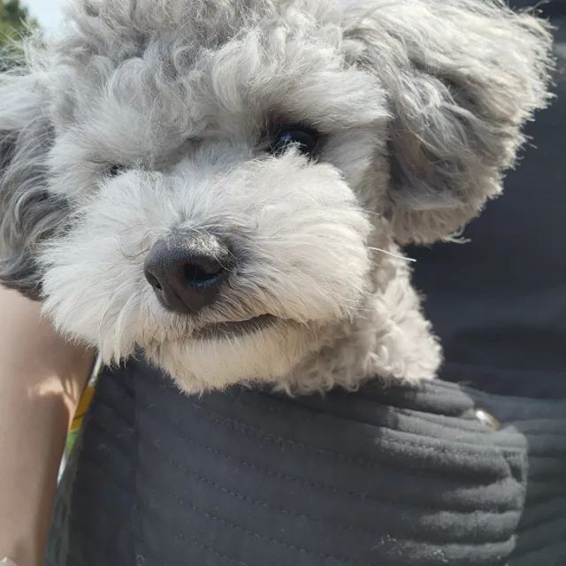 꼬꼬네
