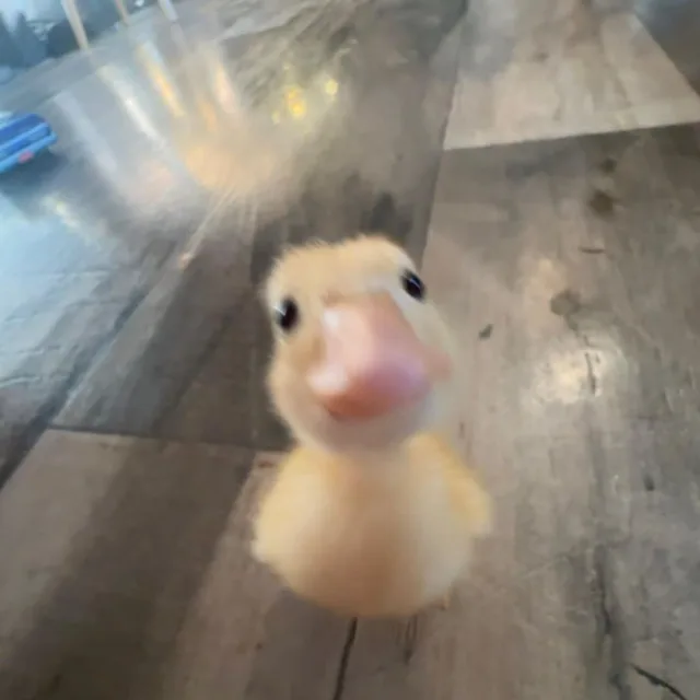 븪븪