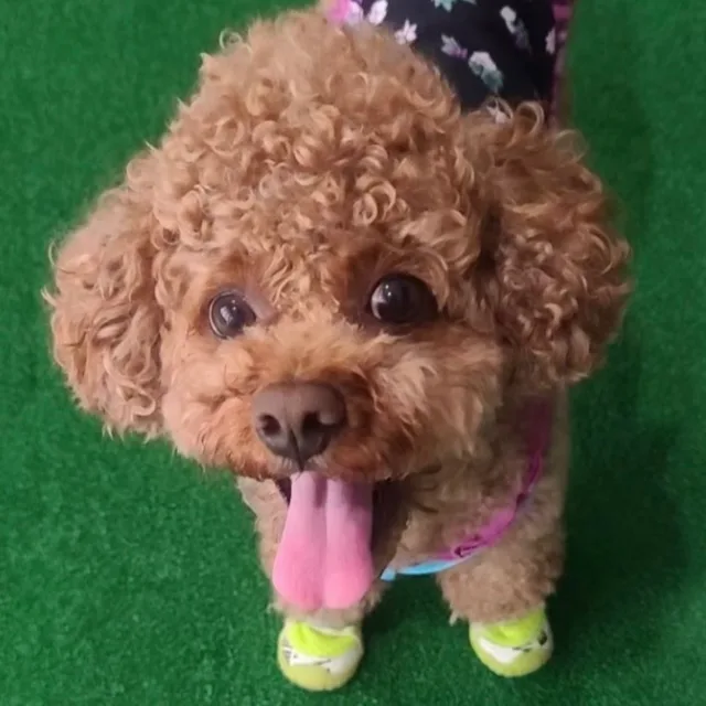 망고아빠