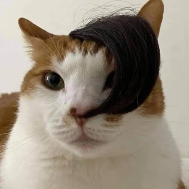 풍자동생옥자