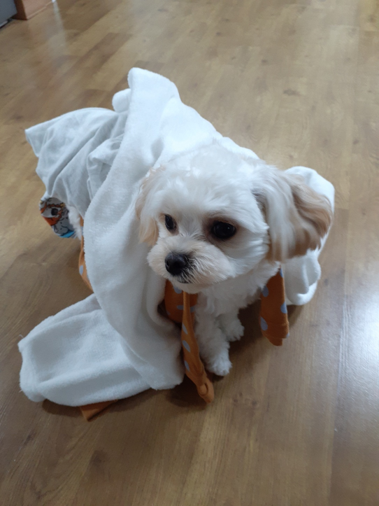 라떼