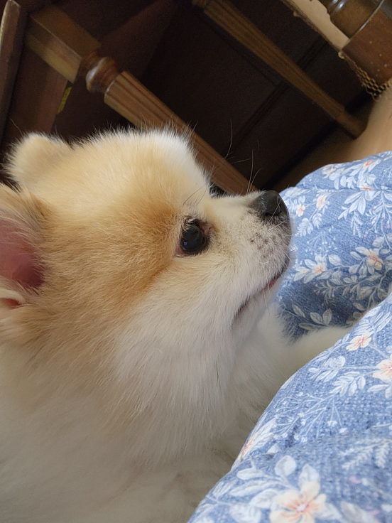 신풍