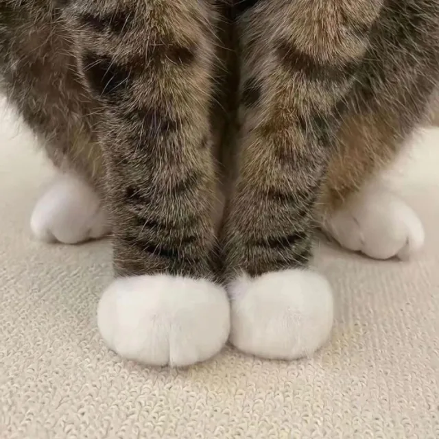 고마운나무