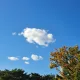 당근보다고추