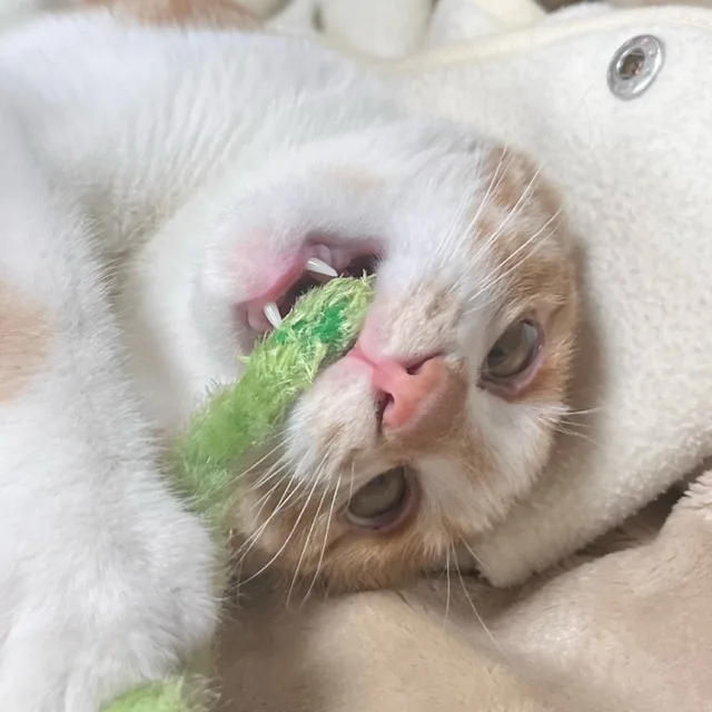 고먐미