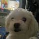 싸구려