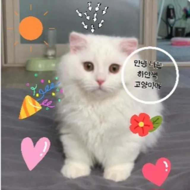 강아지