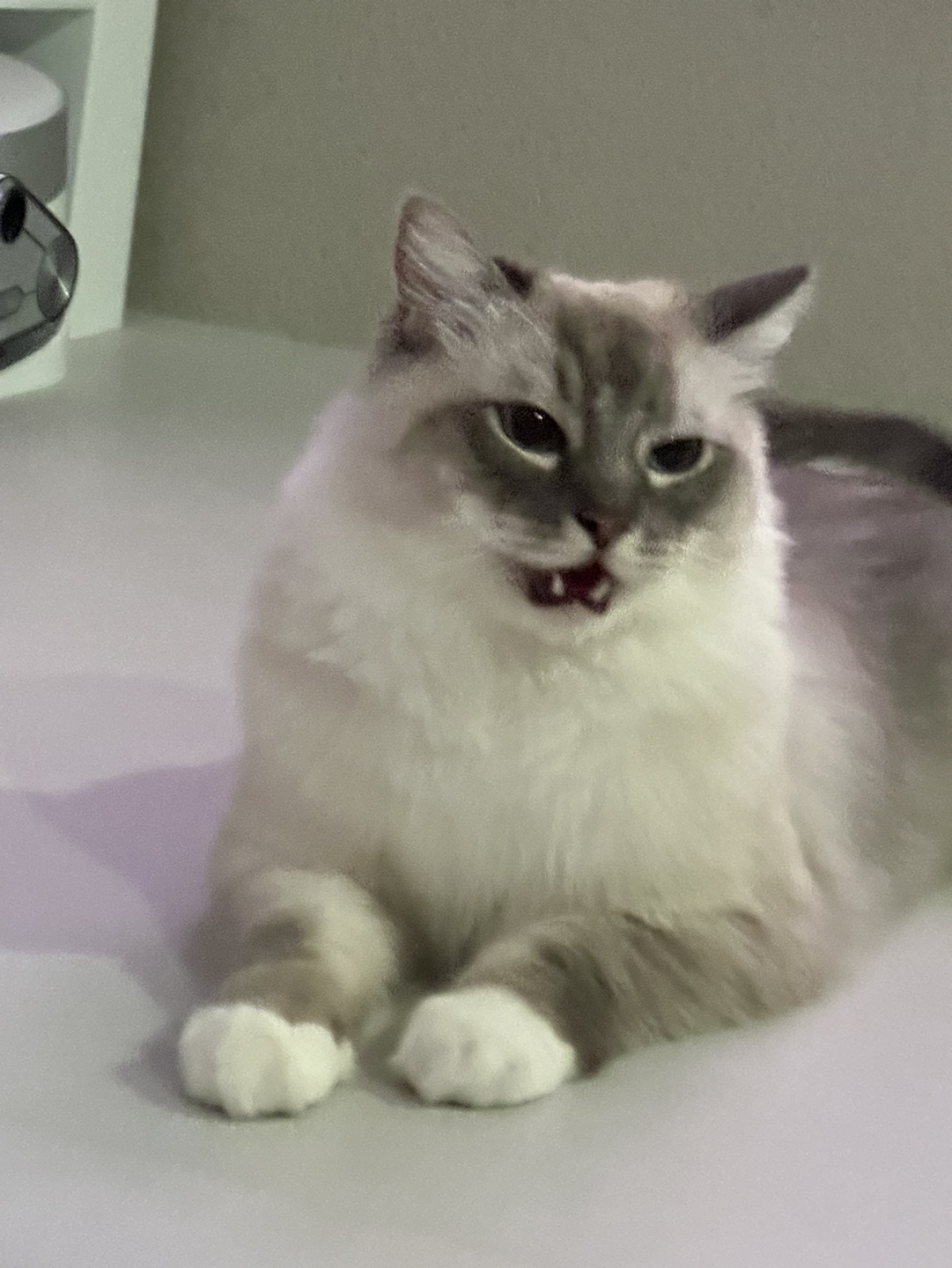 먀옹