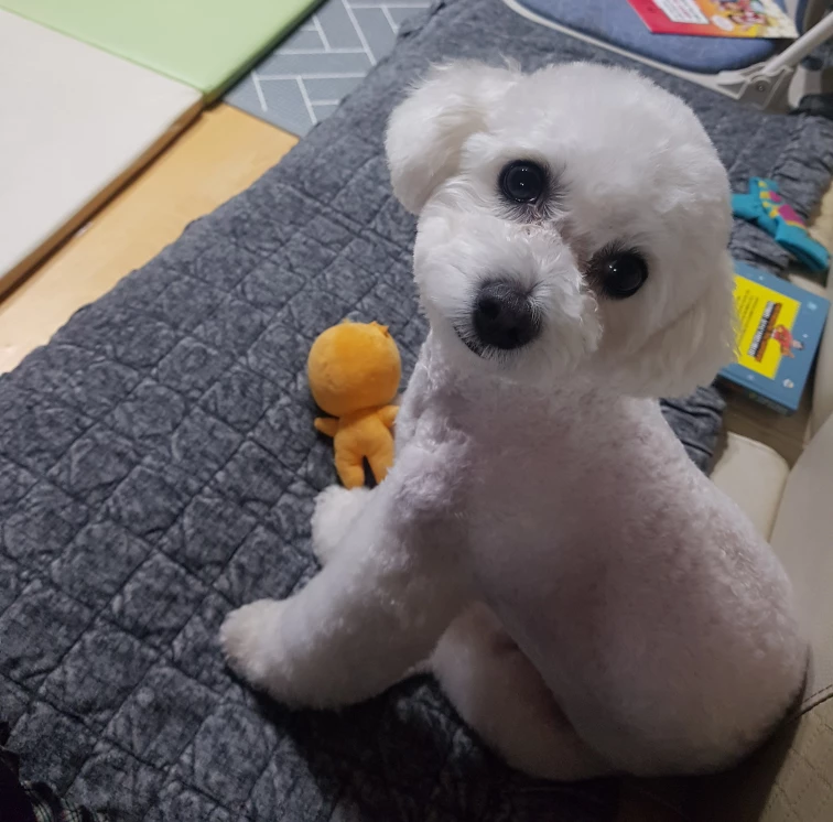 롤롤룰롤