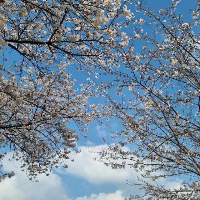 데이지