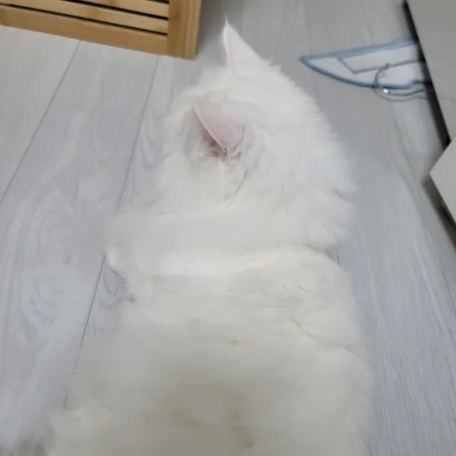 찌롱찌롱