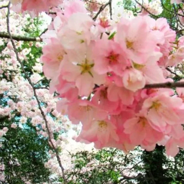 블레싱