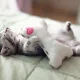 냥샘