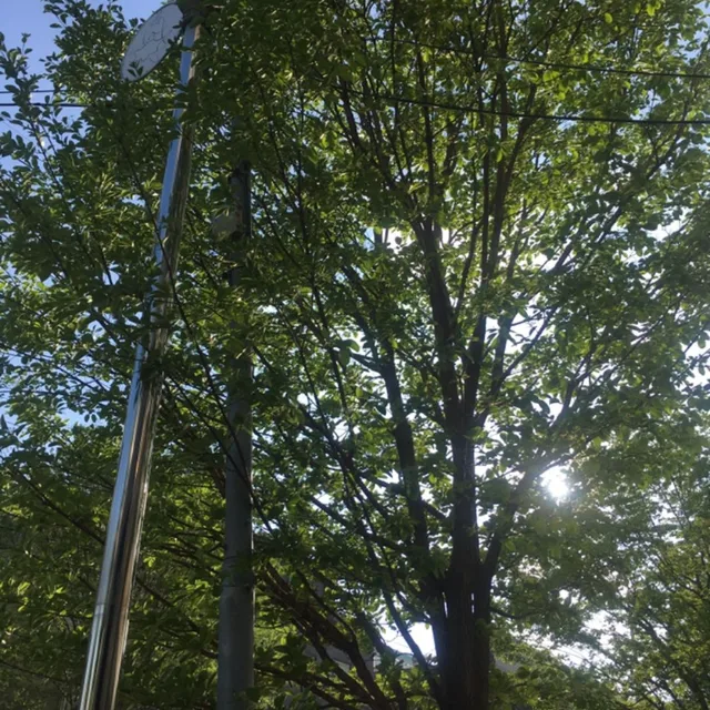 적근산호랑이