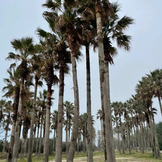 온참