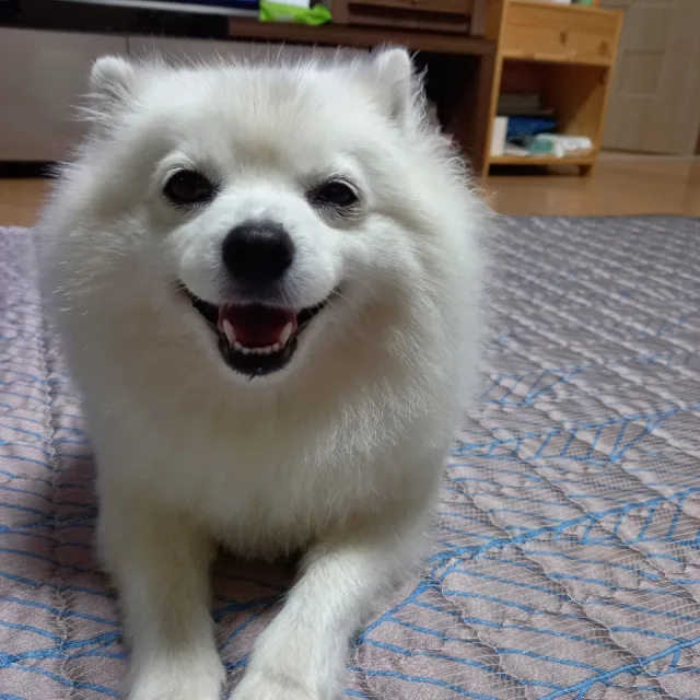 호또파더