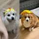 설이대림
