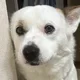 파라댕댕