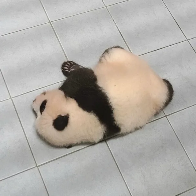 핑크블라썸