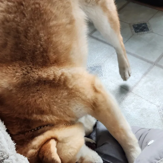 쪼꼬미