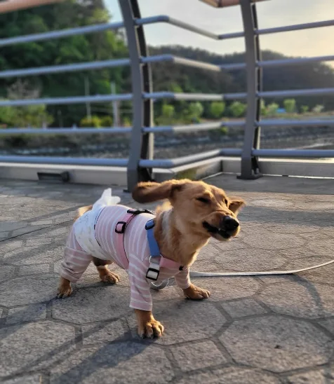 뽀뽀는털재이