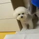 화이트