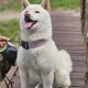 까꾸