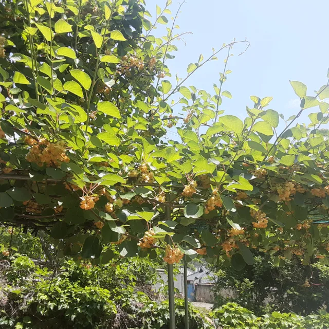 신천아씨