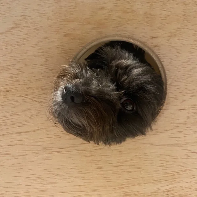 강아지