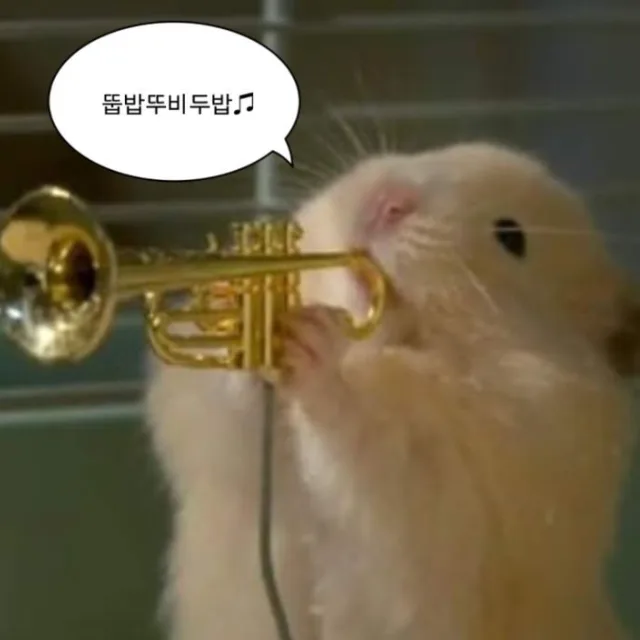 햄찌