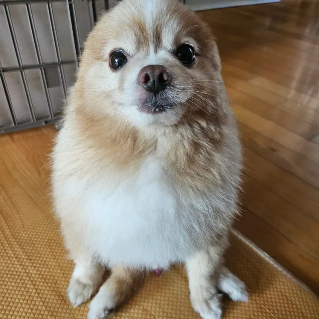 비니츄